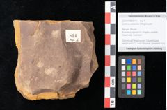 Foto (Objekt + Etikett) von Quercus palaeoilex Ettingshausen (NHMW-GEO-2024-0188-0814)